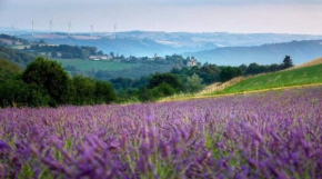 Cosy Cottage on lavender farm near Albi France